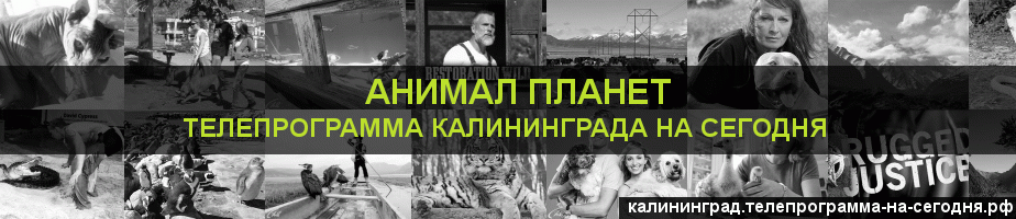 Телепрограмма на сегодня канала Анимал Планет, Калининград