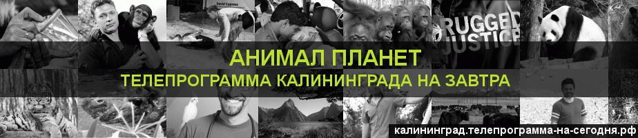 Телепрограмма на завтра канала Анимал Планет, Калининград
