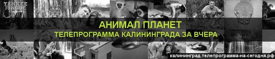 Телепрограмма за вчера канала Анимал Планет, Калининград